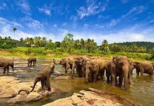 Budget ke Taman Way Kambas budget-ke-taman-way-kambas